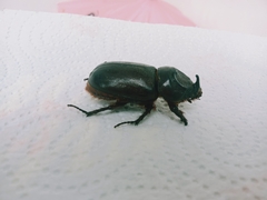 Oryctes rhinoceros