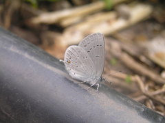 Cupido amyntula