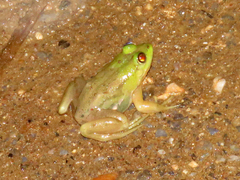 Euphlyctis hexadactyla