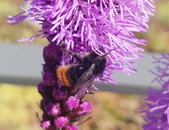 Bombus lapidarius