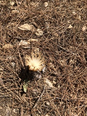 Leuzea conifera