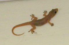 Hemidactylus parvimaculatus