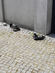 Columba livia domestica