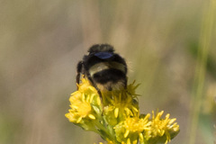 Bombus mckayi