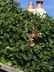 Hydrangea petiolaris
