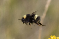 Bombus mckayi