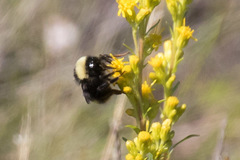 Bombus mckayi