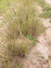 Poaceae