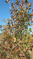 Combretum caffrum