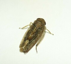 Allygidius commutatus