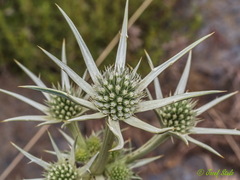 Eryngium glaciale