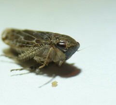 Allygidius commutatus