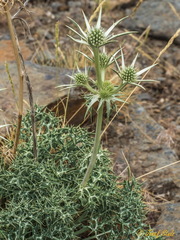 Eryngium glaciale