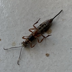 Xorides praecatorius