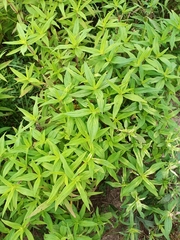 Magnoliopsida