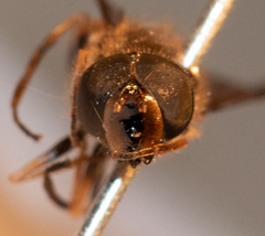 Dasysyrphus postclaviger