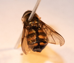 Dasysyrphus postclaviger