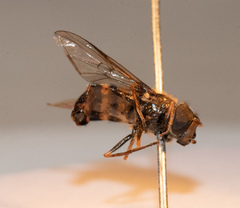 Dasysyrphus postclaviger