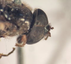 Dasysyrphus postclaviger