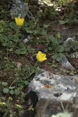 Ranunculus asiaticus