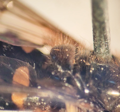 Dasysyrphus postclaviger