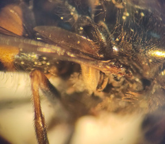 Dasysyrphus postclaviger