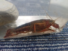 Procambarus acutus