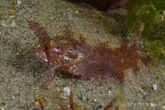 Cristiceps australis