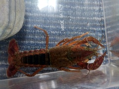Procambarus acutus