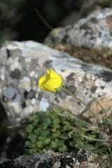 Ranunculus asiaticus