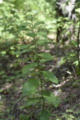 Salix pyrolifolia