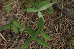 Trifolium montanum
