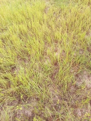 Oryza sativa