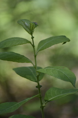 Salix pyrolifolia