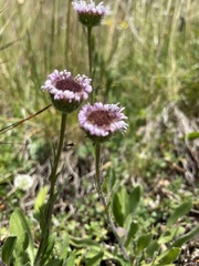Erigeron alpinus