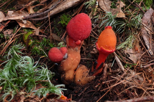 Balanophora yakushimensis iNat (3)