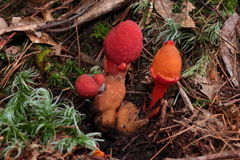 Balanophora yakushimensis