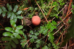 Balanophora yakushimensis