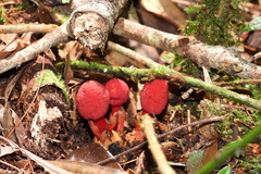 Balanophora yakushimensis