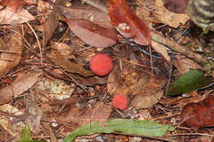 Balanophora yakushimensis