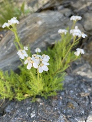 Achillea erba-rotta