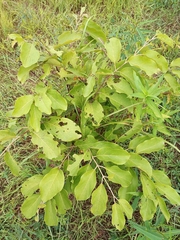 Magnoliopsida