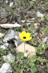 Ranunculus asiaticus