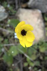 Ranunculus asiaticus