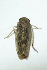 Allygidius commutatus