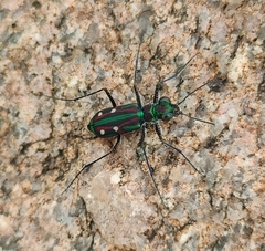 Jansenia rugosiceps