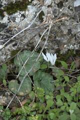 Cyclamen creticum