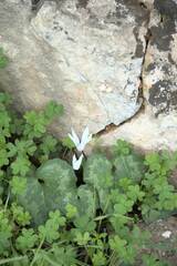 Cyclamen creticum