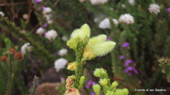Erica sparrmanni