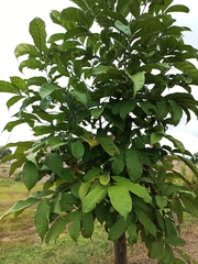 Magnoliopsida
